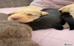 Labrador Retriever dogs for sale: Beautiful KC Registered Labrador Puppies - Image 6