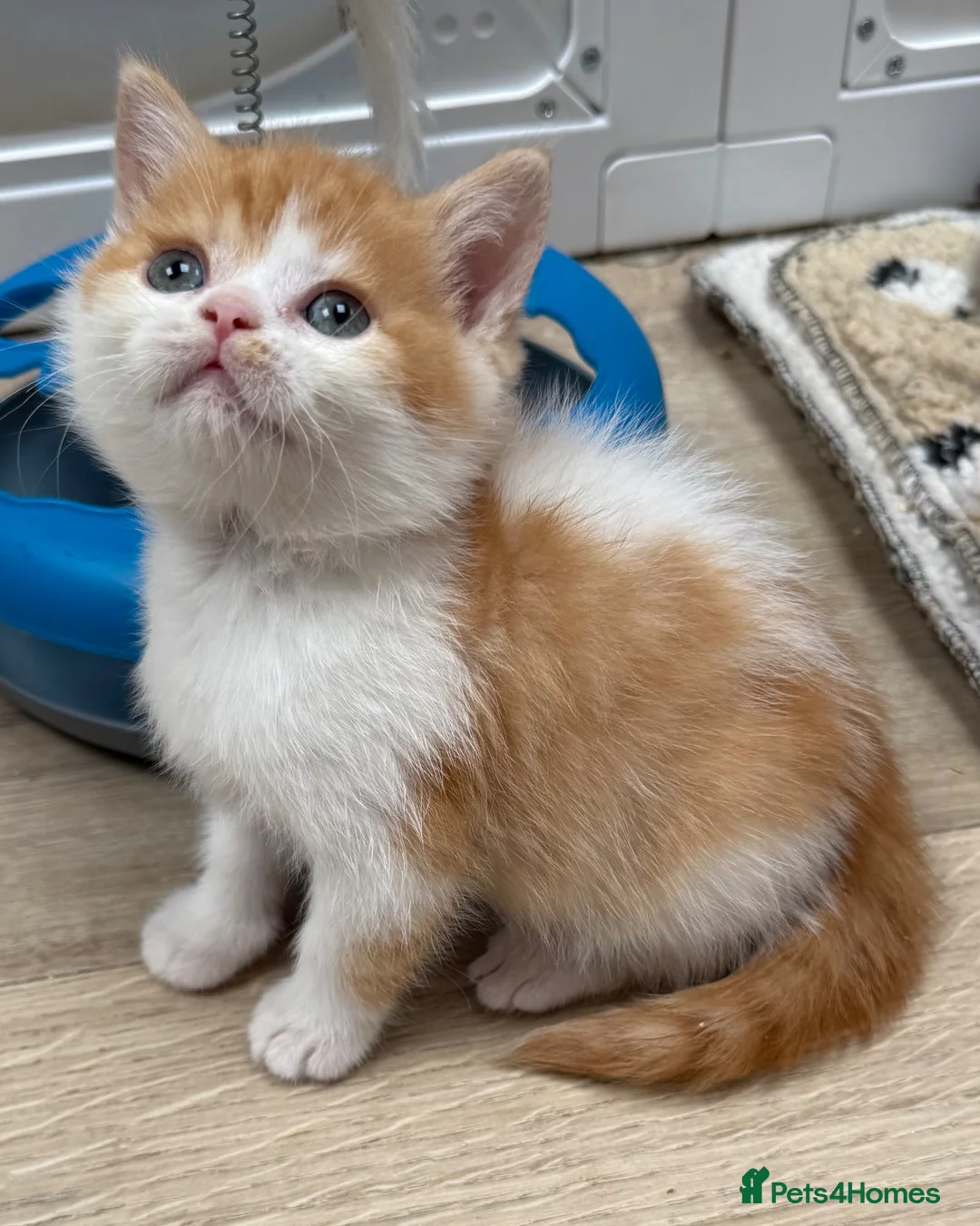 British Shorthair cats for sale: REDUCED - GCCF KITTENS READY NOW  - Advert 11