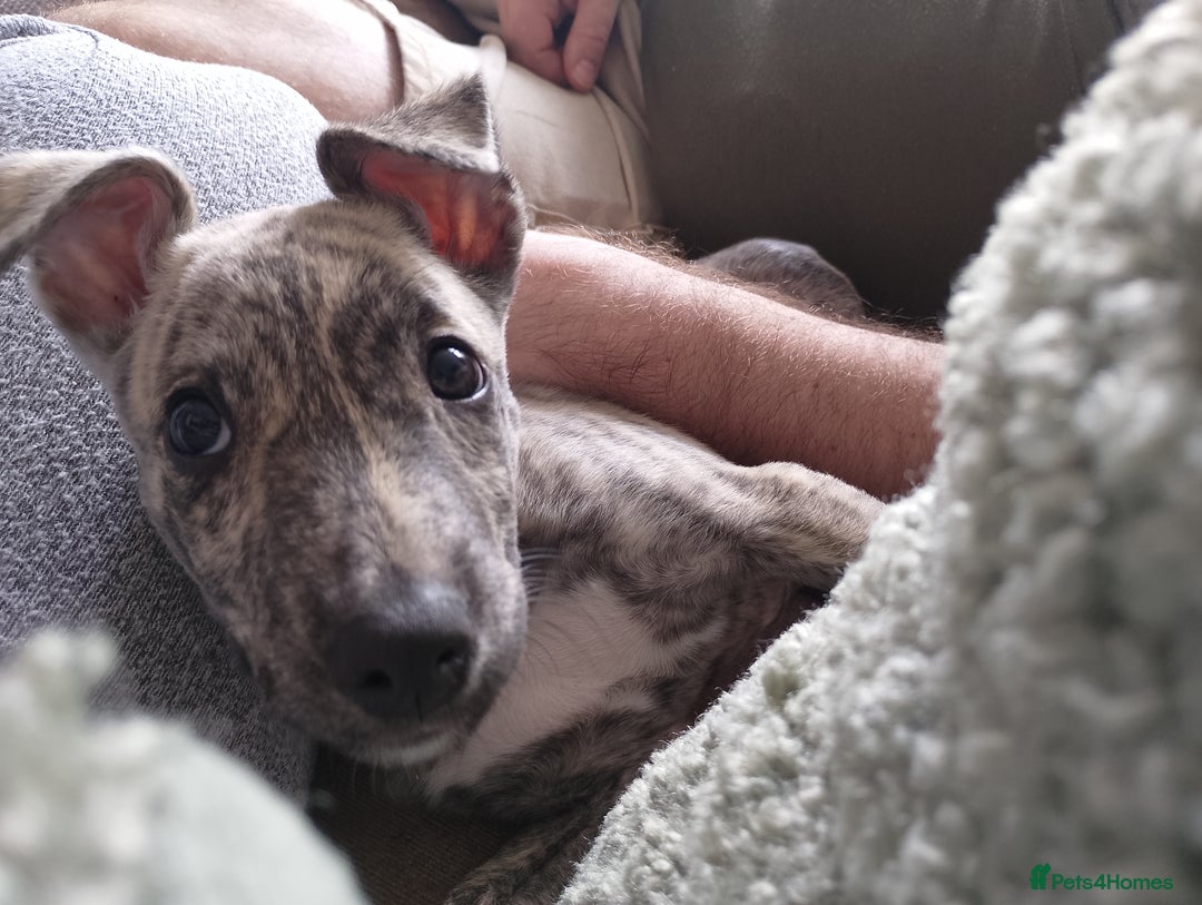 Whippet dogs for sale: Whippet  - Image 5