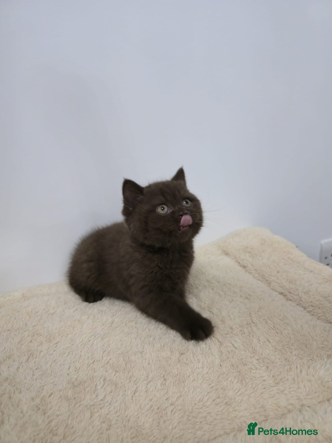 British Shorthair cats for sale: Gorgeous British Shorthair & Longhair Kittens - Advert 14