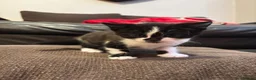 British Shorthair cats for sale: Beautiful British Shorthair Kittens in Westcliff-on-Sea - Advert 7