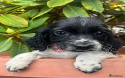 Cocker Spaniel dogs for sale: Working cocker spaniels  - Image 18