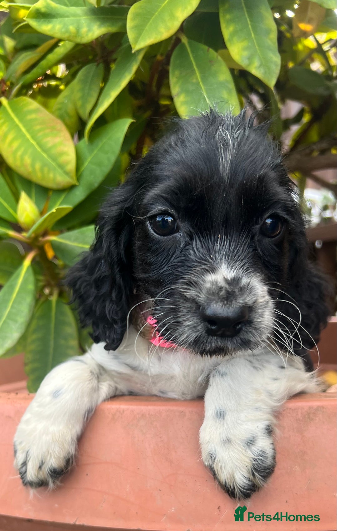 Cocker Spaniel dogs for sale: Working cocker spaniels  - Image 18
