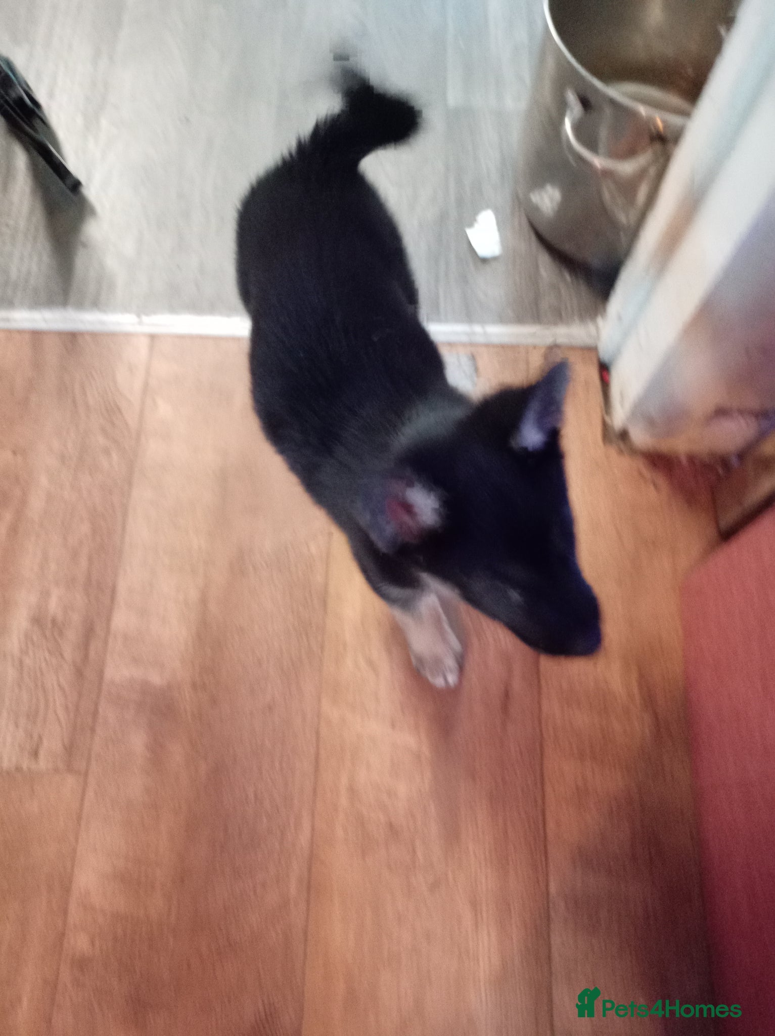 Mixed Breed dogs Puppies - Advert 17