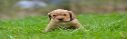 Cocker Spaniel dogs for sale: Stunning Cocker Spaniel Puppies  - Advert 10