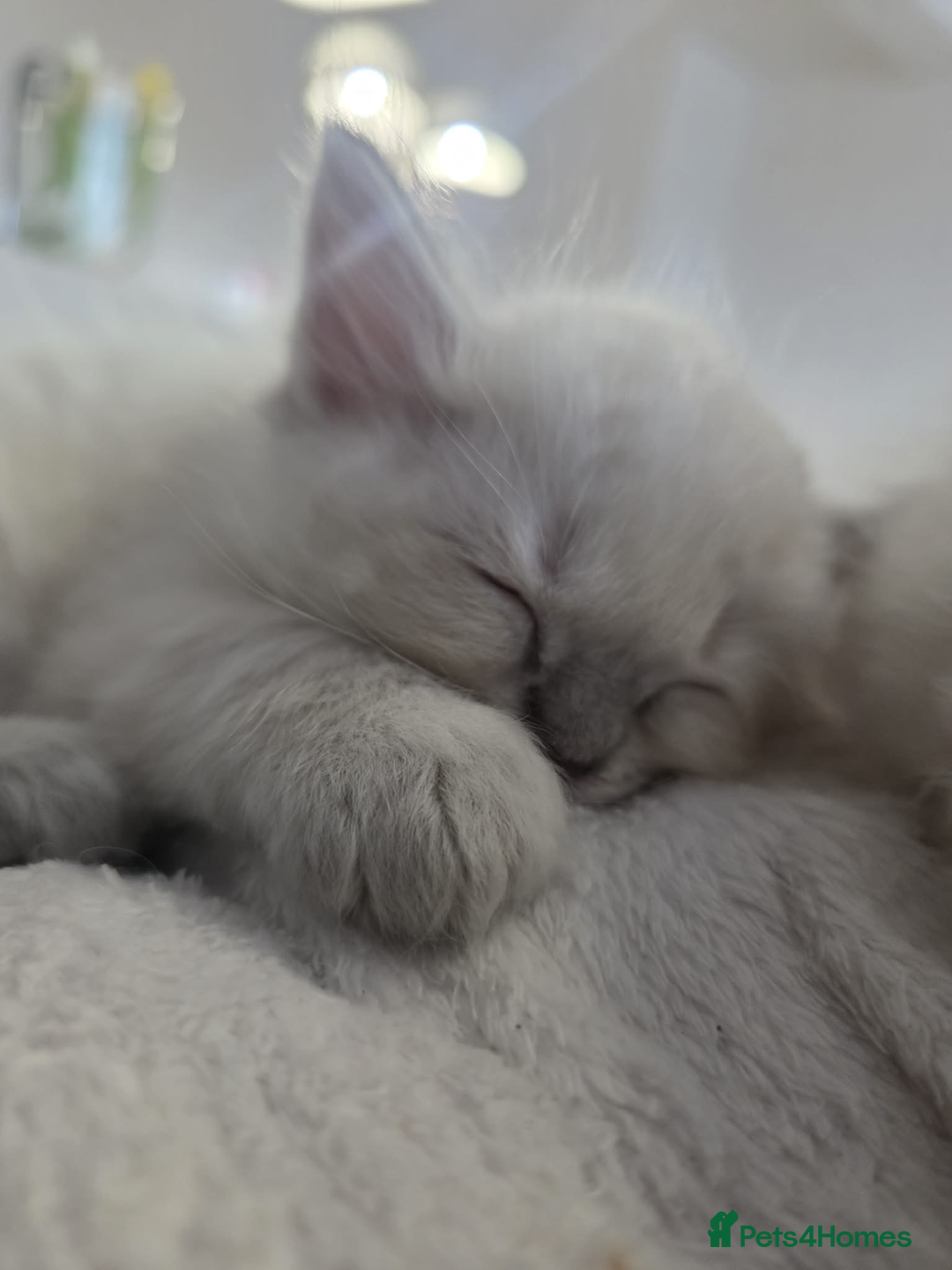 Ragdoll cats for sale: ✨RARE ALL LILAC LITTER GCCF&TICA Ragdoll Kittens✨ - Advert 4