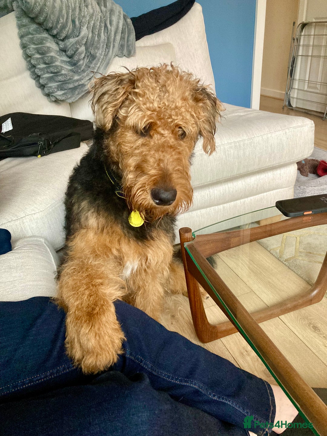 Airedale Terrier dogs for sale: Beautiful KC Reg Airedale Terrier Boy 8 Months Old - Advert 2