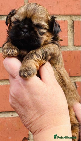 Shih Tzu dogs - Advert 11