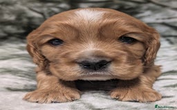 Cockalier dogs for sale: Stunning Health Tested Cockalier Puppies - Image 12