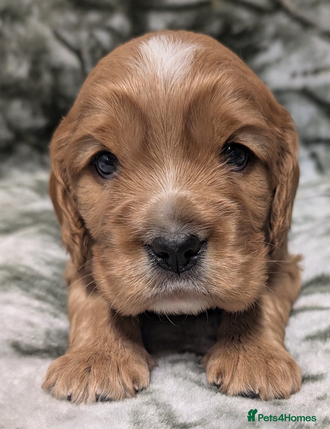 Cockalier dogs for sale: Stunning Health Tested Cockalier Puppies - Image 12