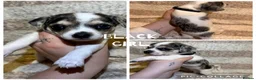 Jack Chi dogs for sale: Beautiful jack-chi babies - Advert 6