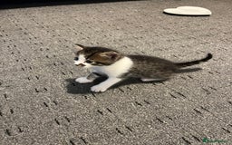 British Shorthair cats for sale: Beautiful unique coated kittens - Image 2