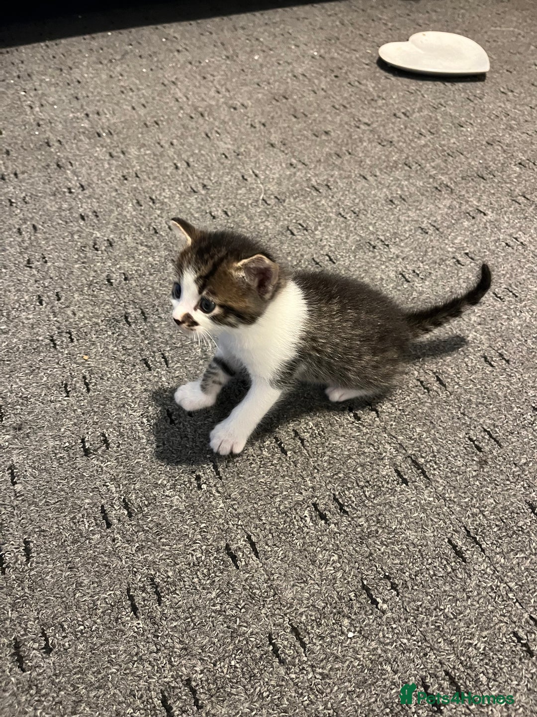 British Shorthair cats for sale: Beautiful unique coated kittens - Image 2