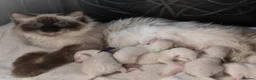 Ragdoll cats for sale: Ragdoll - Advert 1