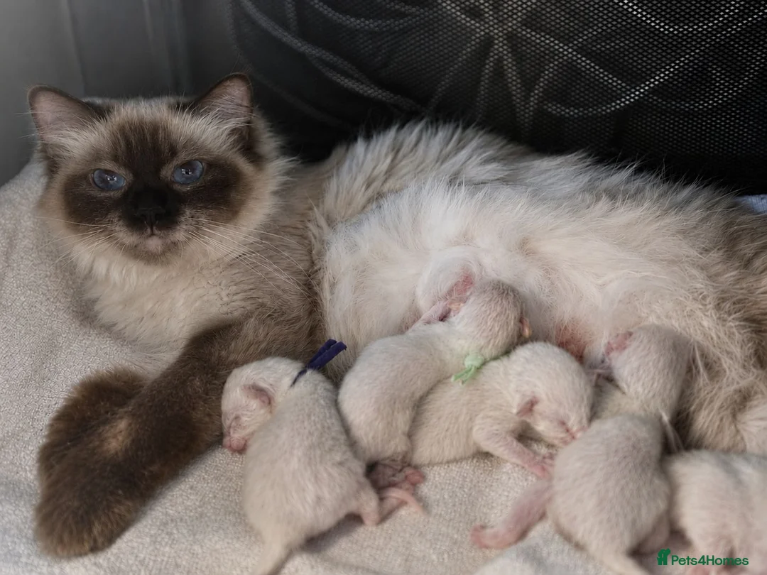 Ragdoll cats for sale: Ragdoll - Advert 1