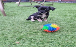 Chihuahua dogs for sale: 5 chihuahua  - Image 9