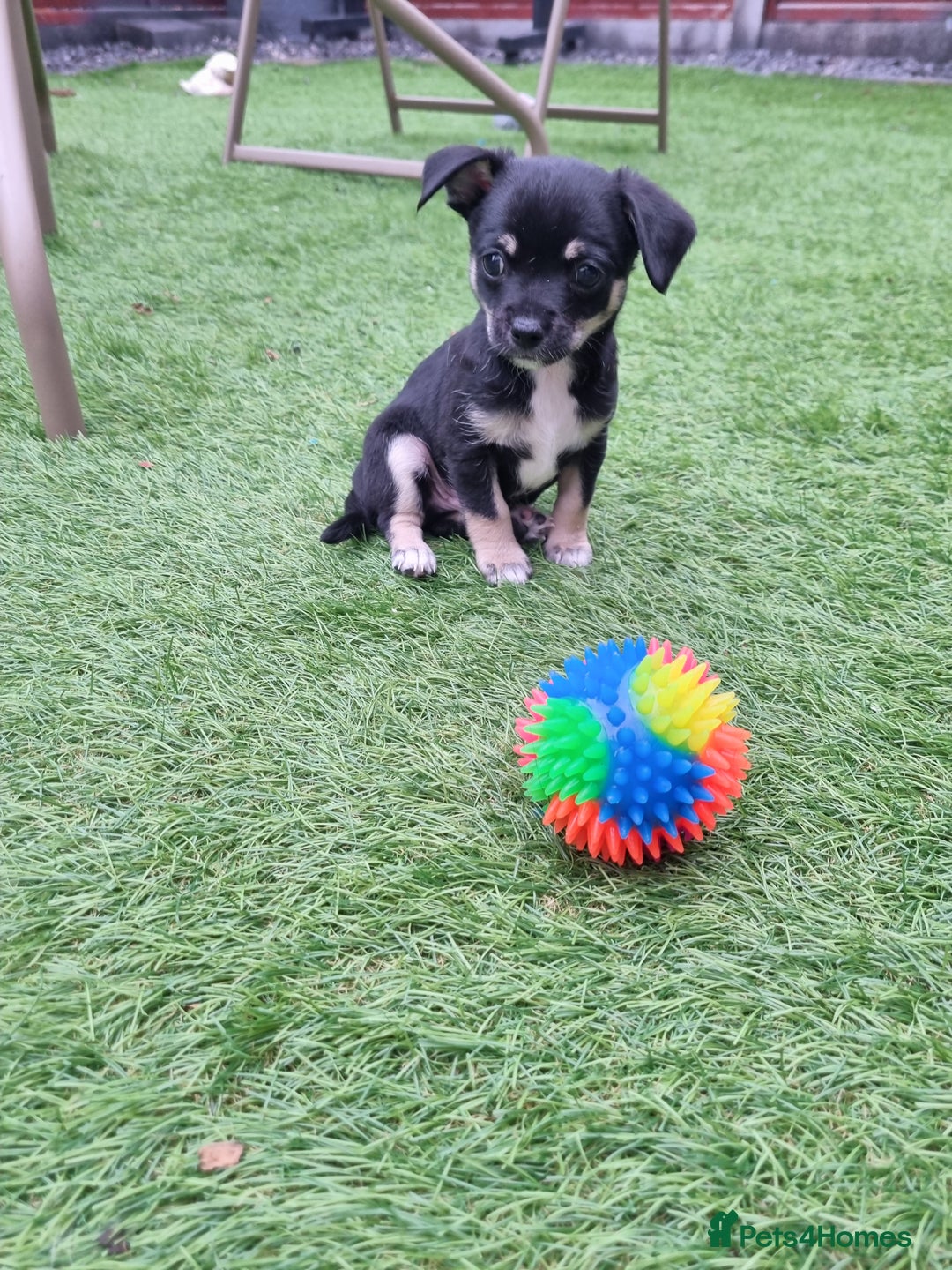 Chihuahua dogs for sale: 5 chihuahua  - Image 9