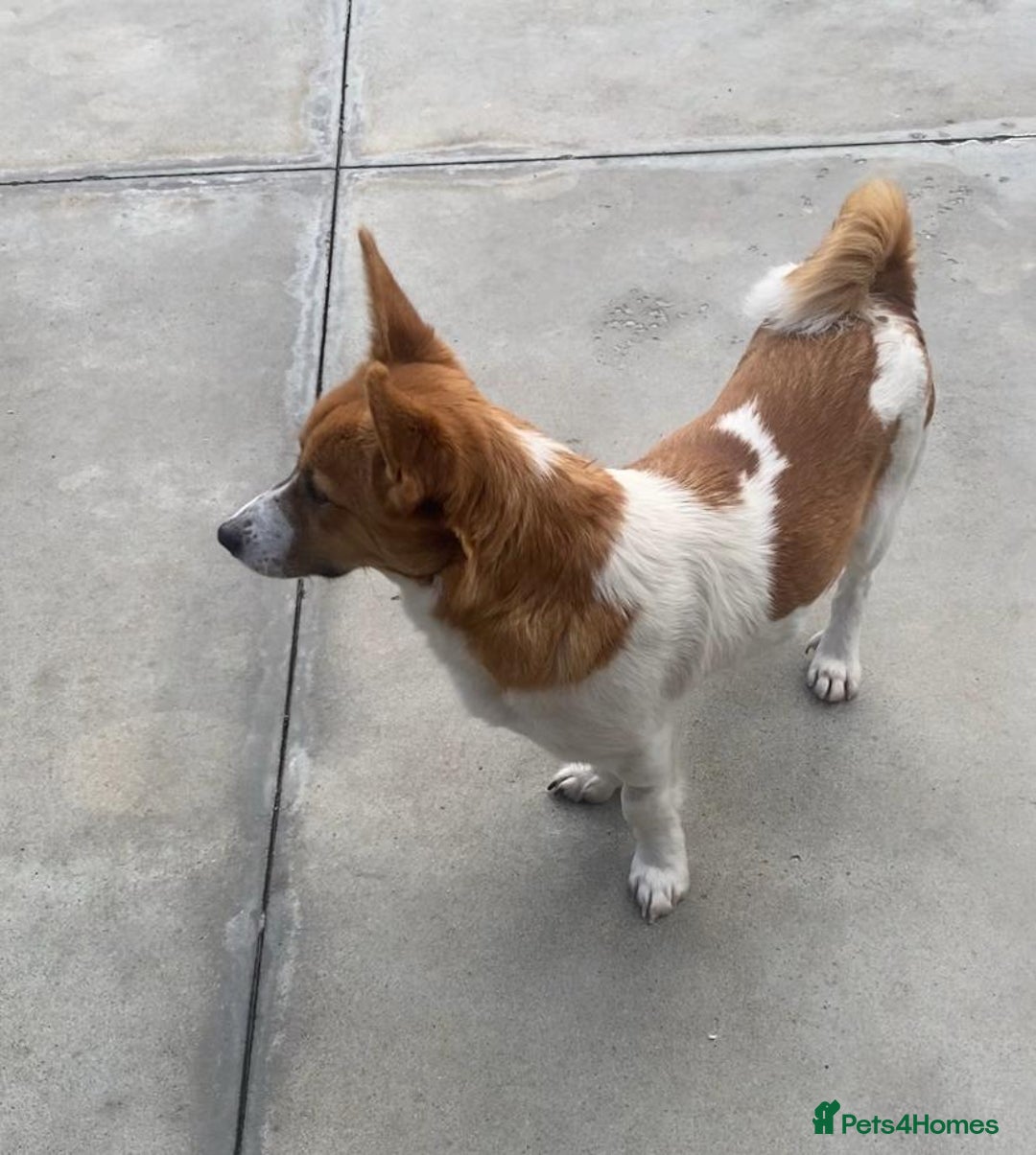 Mixed Breed dogs for adoption: Dewey. 1.5 yrs approx. Available for adoption. - Advert 4