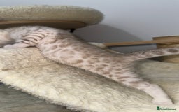 Bengal cats for sale: 😻OUTSTANDING SHOW BENGALS. SHOW WINNING PARENTS🏆 - Image 21
