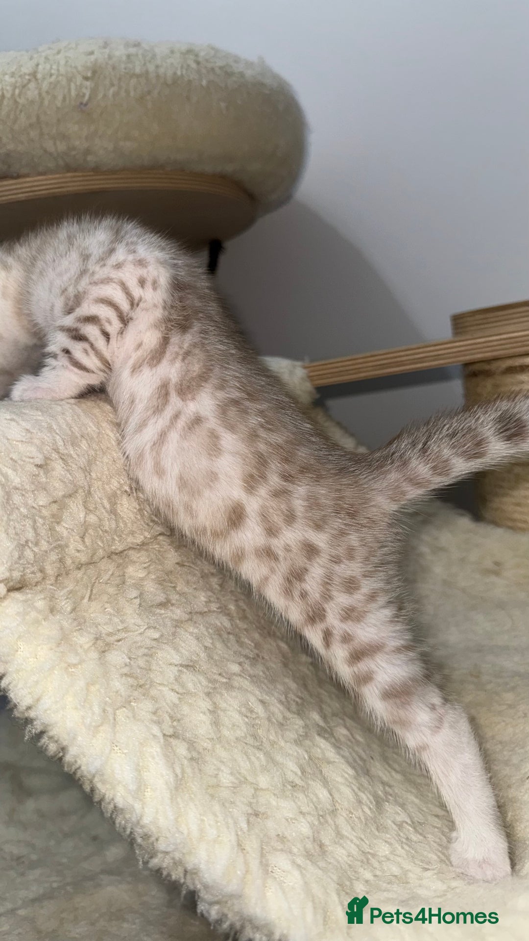Bengal cats for sale: 😻OUTSTANDING SHOW BENGALS. SHOW WINNING PARENTS🏆 - Image 21