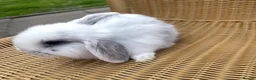 Mini Lop rabbits for sale: Gorgeous baby mini lops  - Advert 18