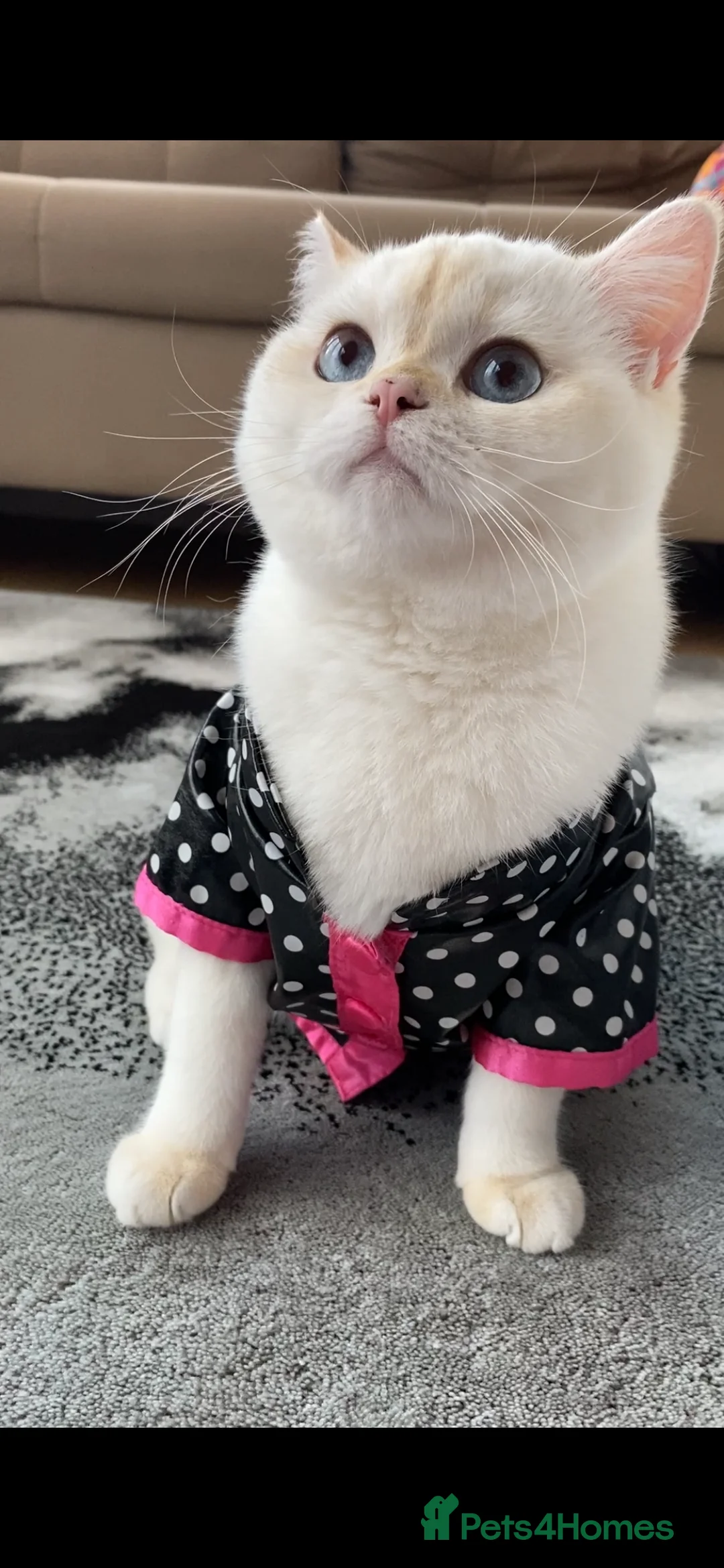 British Shorthair cats for sale: Beautiful British Shorthair Kitten Blue Eyes - Advert 2