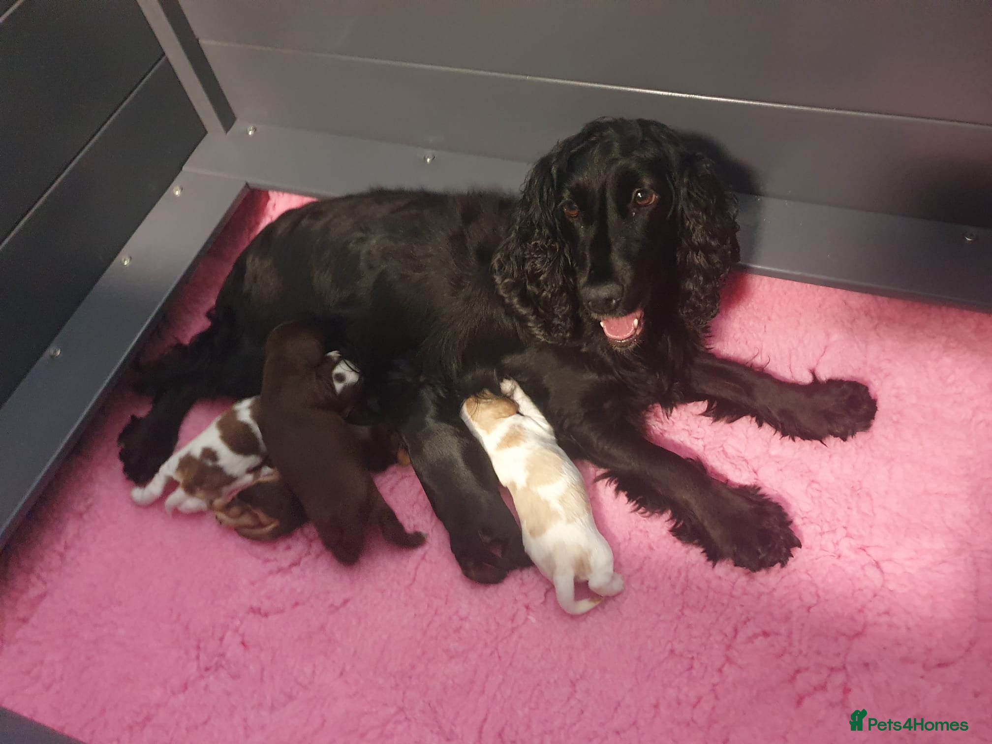 Cocker Spaniel dogs Gorgeous KC Health Tested Show Pups - Advert 1