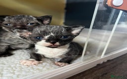 Devon Rex cats for sale: *SOLD*I am taking reservations for my next litter - Image 4