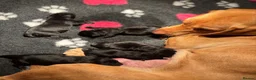 Labrador Retriever dogs for sale: Stunning Pedigree Black Labrador Puppies - Advert 6