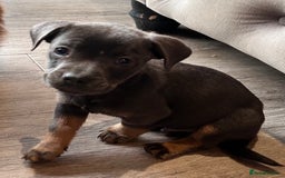 Mixed Breed dogs for sale: Daxiecross Frenchy  - Image 12