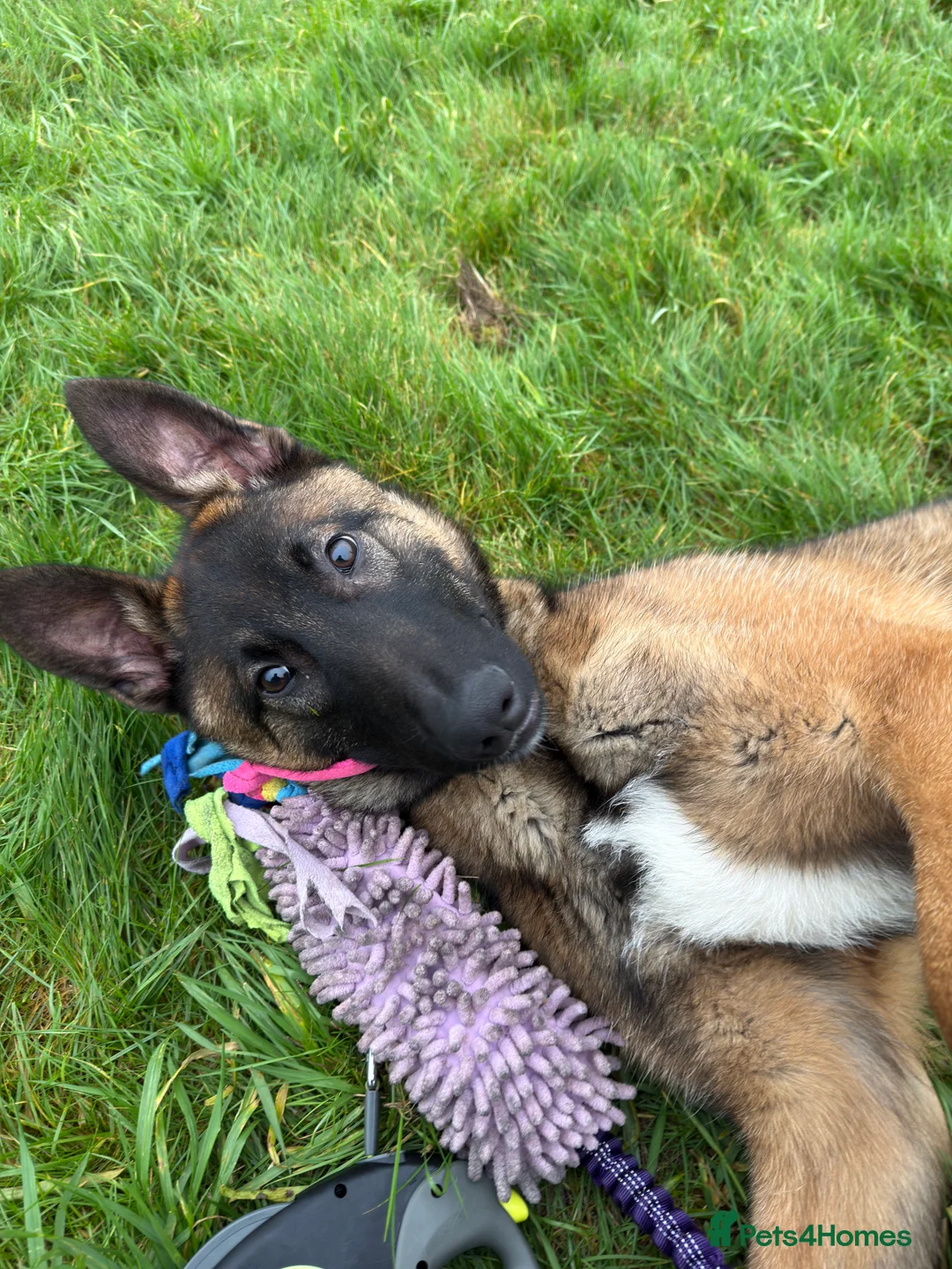 Belgian Shepherd Dog dogs for sale: Belgium Malinois Puppy 6 Months Old - Advert 5