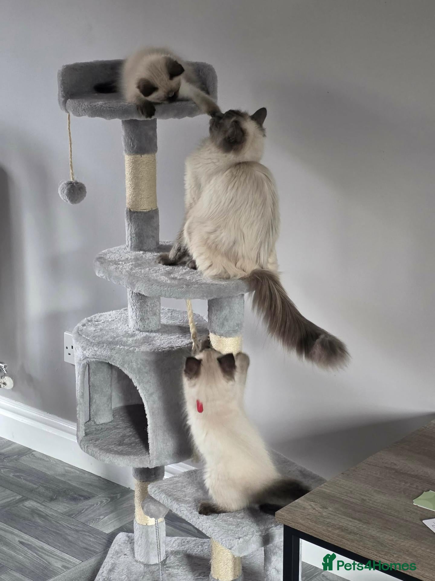 Ragdoll cats Adorable Ragdoll Kittens - Advert 2
