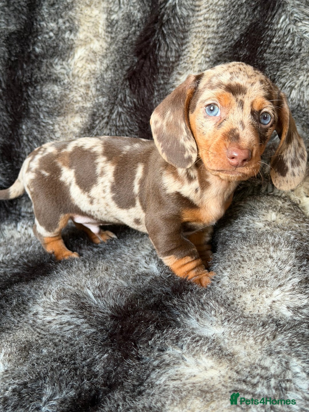 Miniature Dachshund dogs for sale: KC Registered Miniature Shorthaired Dachshund - Image 7