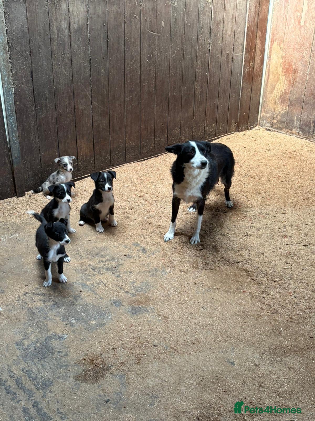 Border Collie dogs Absolutely stunning border collie puppies  - Advert 1