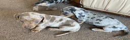 Dachshund dogs for sale: Gorgeous dachshund puppies deposit secure  - Advert 24