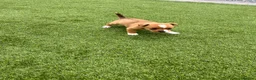 Jack Russell dogs for sale: 7 beautiful jack Russel puppies for sale - Advert 5