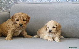 Cavapoochon dogs for sale: Cavapoochon puppies for sale - Advert 4