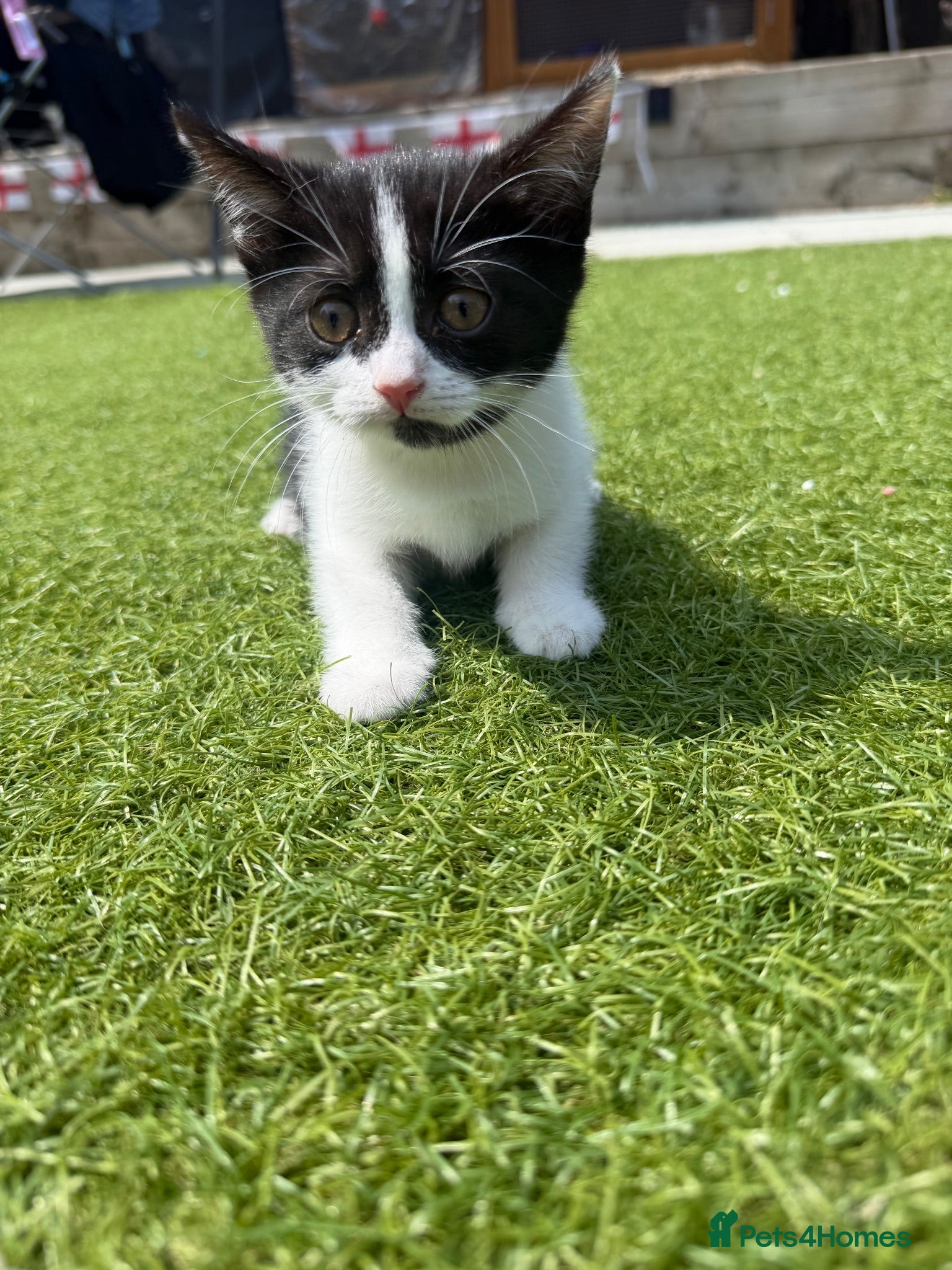 Mixed Breed cats British shorthair cross kittens ready togo now!  - Advert 1