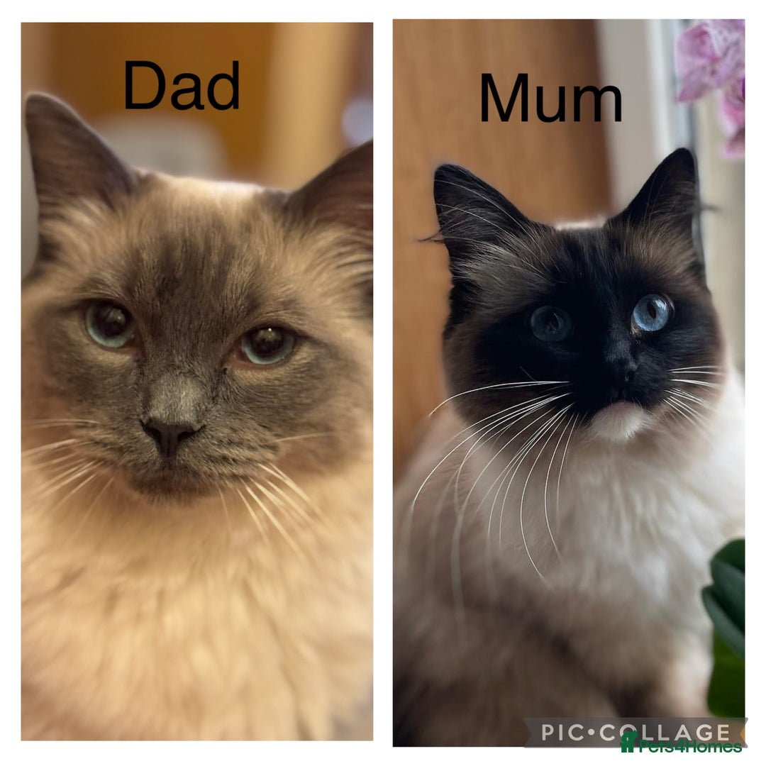 Ragdoll cats for sale: Gorgeous Ragdoll kittens  - Image 3