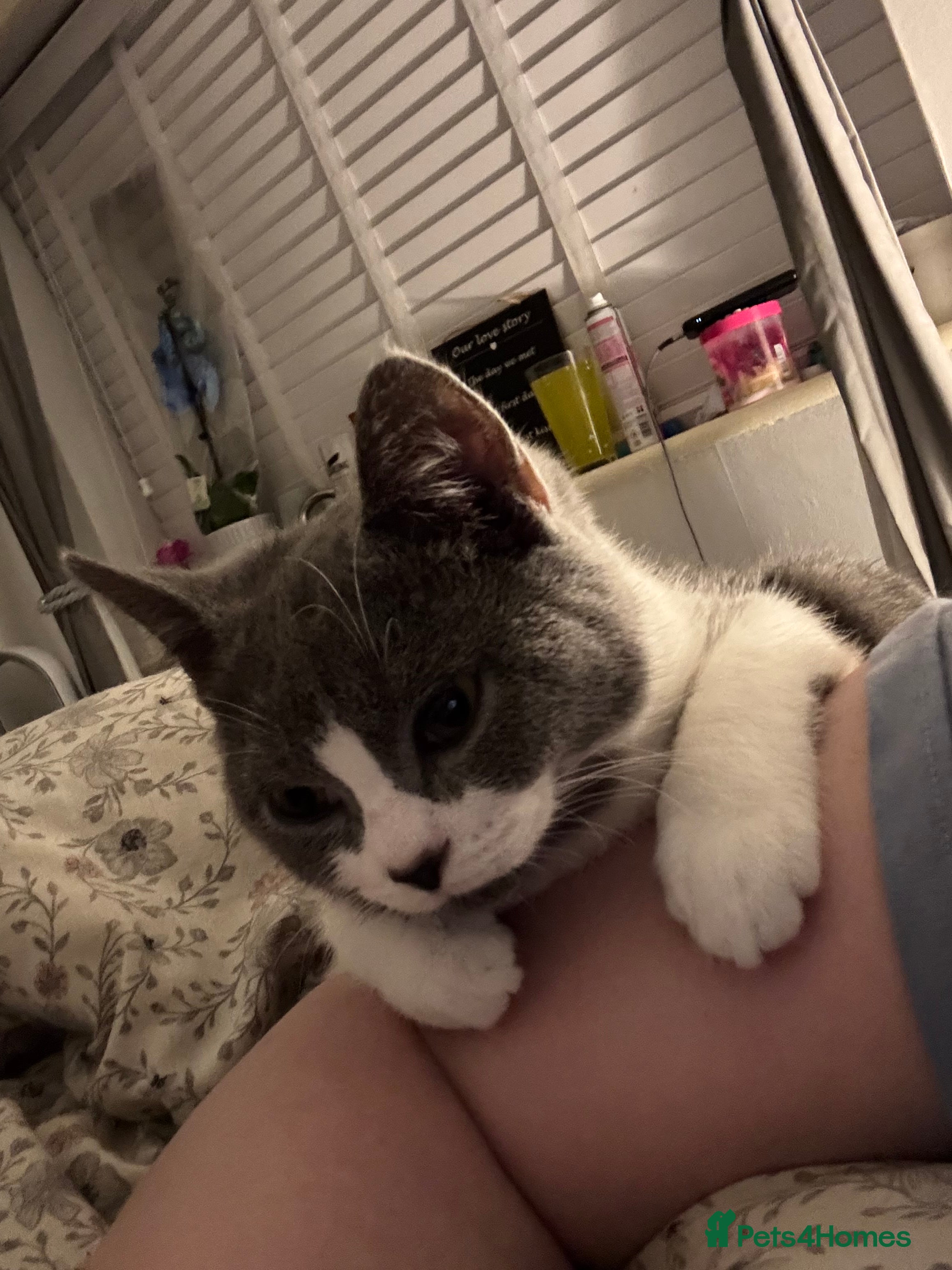 Mixed Breed cats Bsh/ragdoll - Advert 1