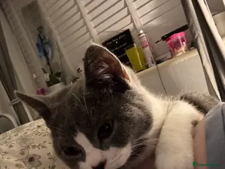 Mixed Breed cats Bsh/ragdoll - Advert 1