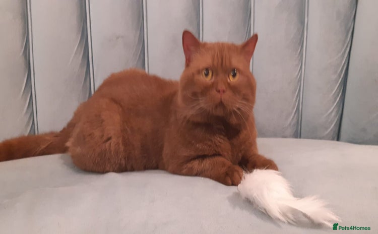British Shorthair cats in Bradford - Advert 9