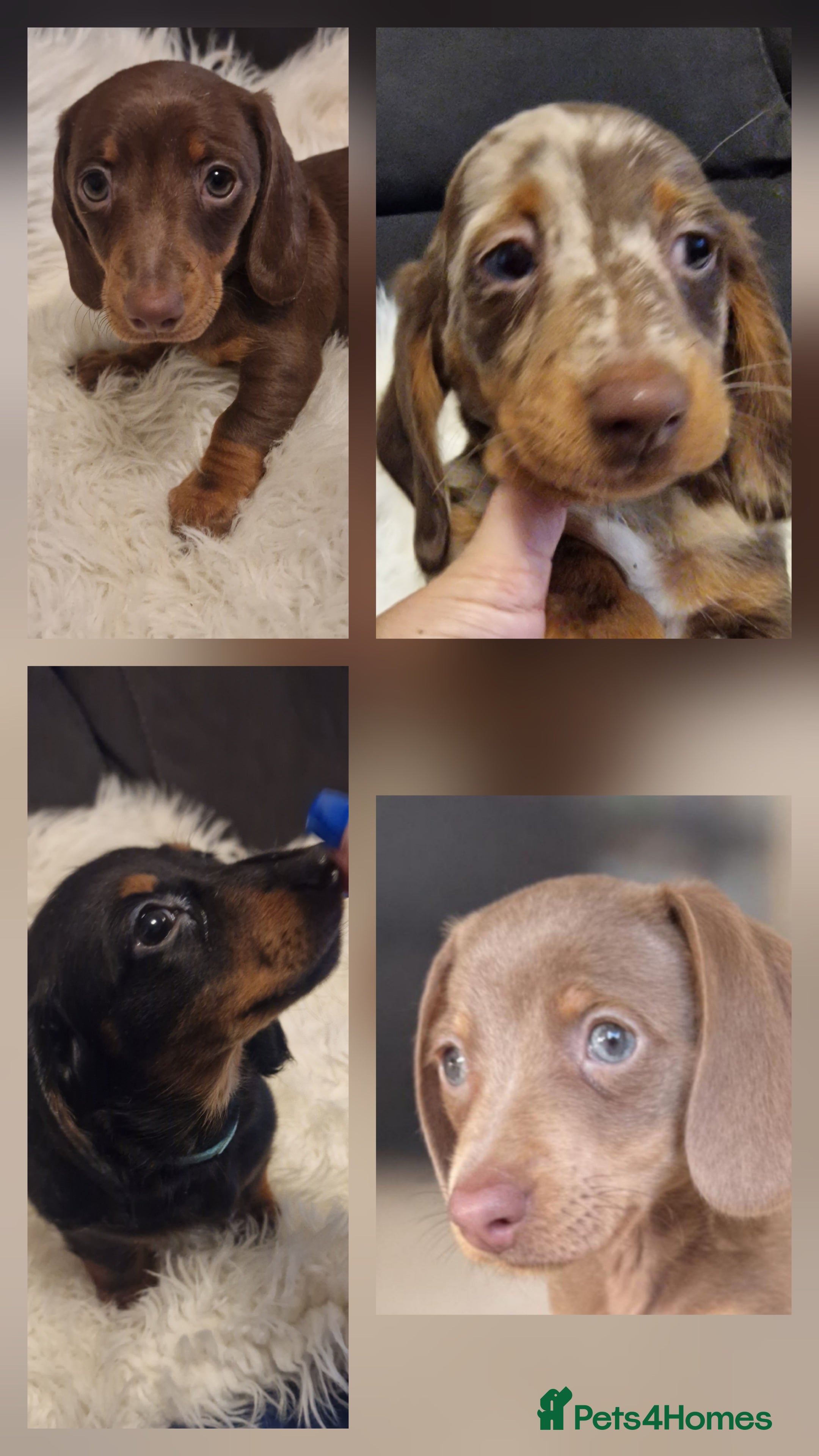Miniature Dachshund dogs READY to GO Mini Dachshund smooth & Dapple Fluffy  - Advert 1