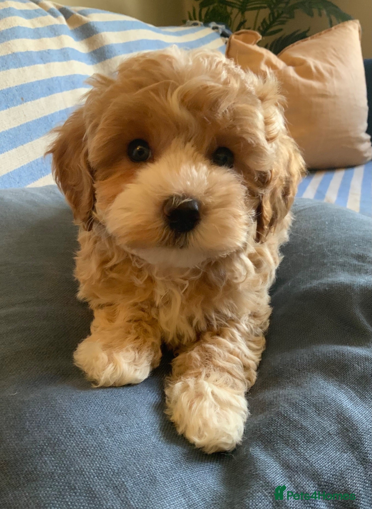 Maltipoo dogs Maltipoo  - Advert 5