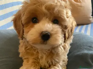 Maltipoo dogs Maltipoo - Advert 5