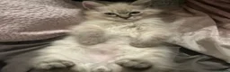 Ragdoll cats for sale: Fluffy ragdoll kitty’s  - Advert 11