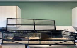 Python Snake reptiles for sale: Friendly Female Ball Pytho, Full Viv & feeding box - Image 2
