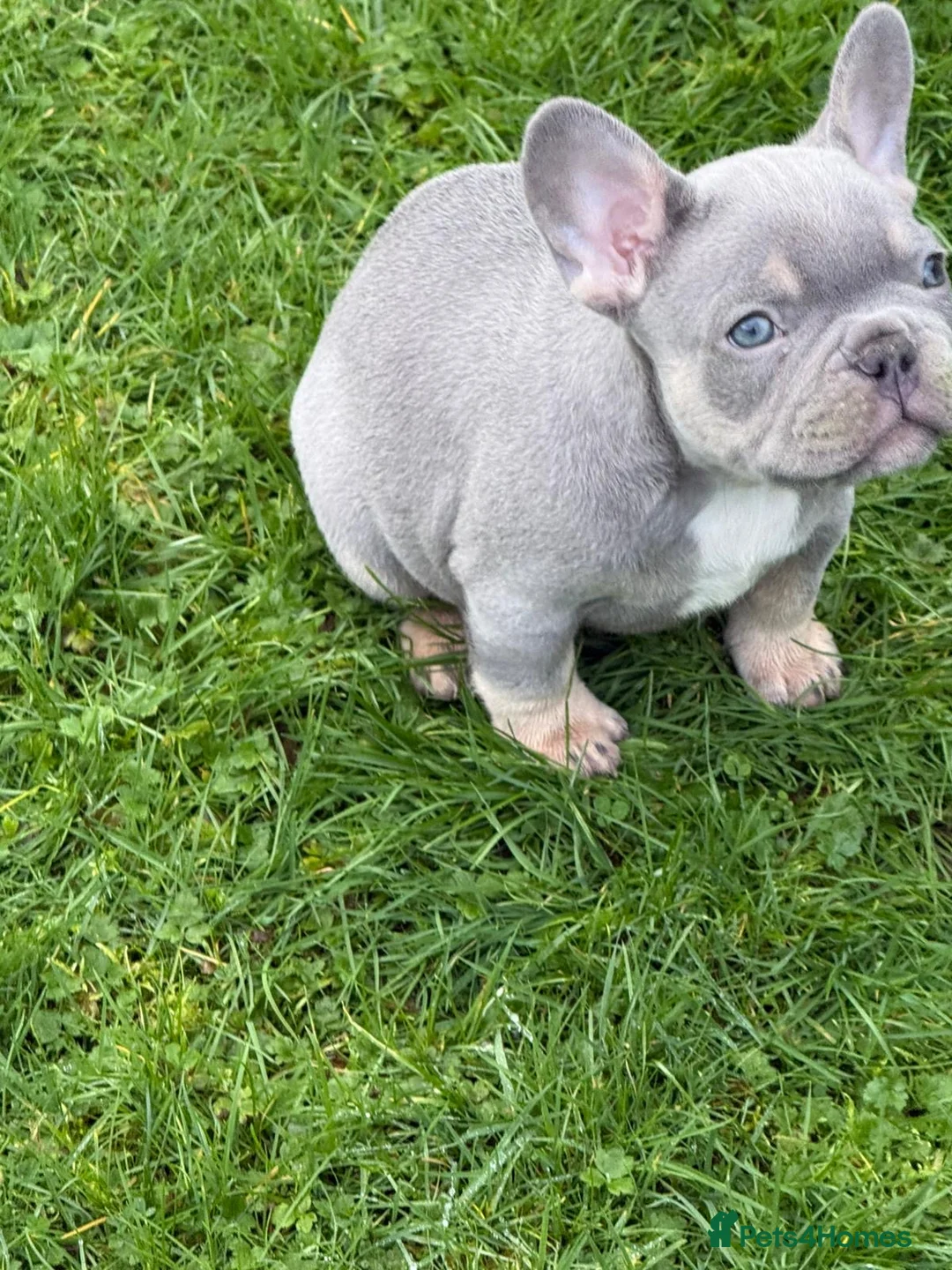 French Bulldog dogs for sale: French bulldog - Advert 3