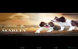 Border Collie dogs for sale: KC registered Border collie boy - Image 6