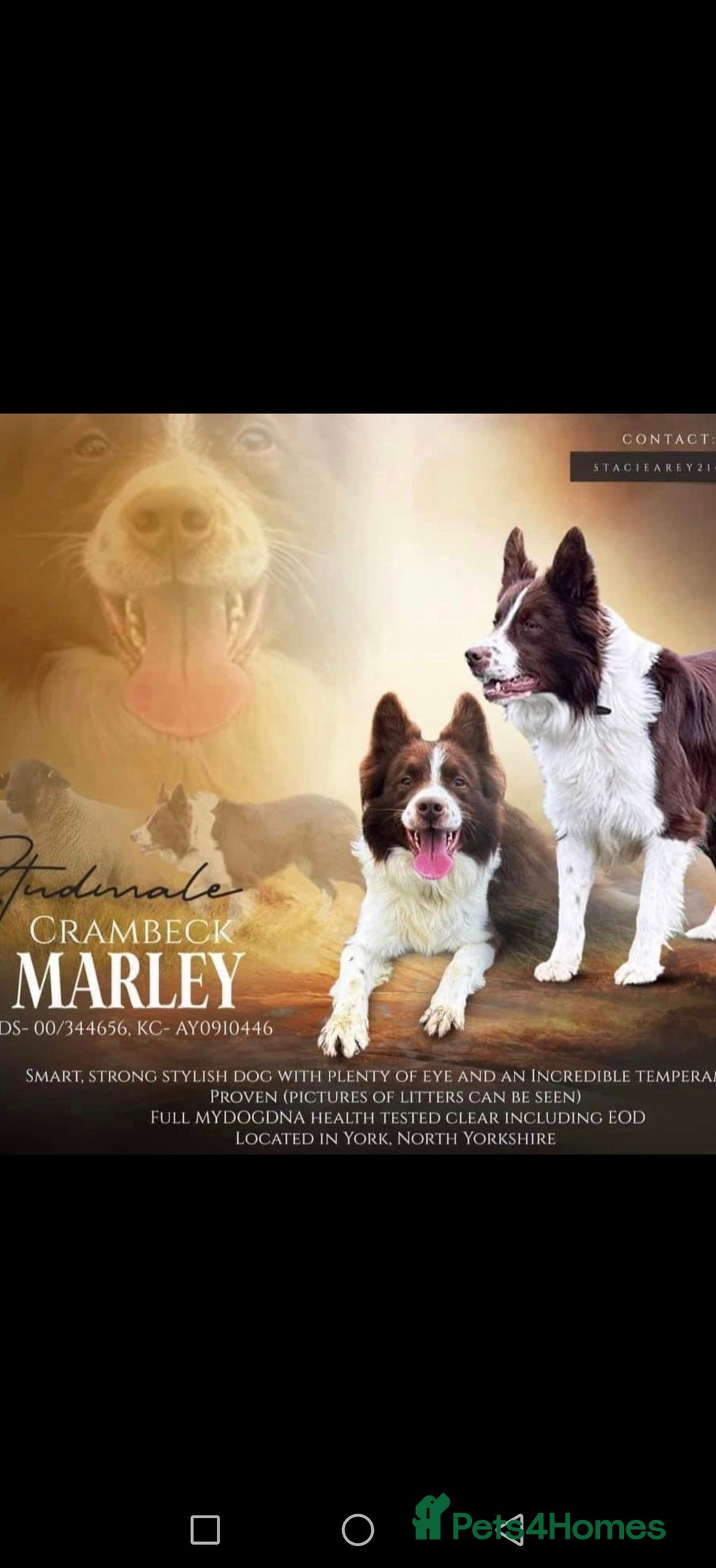 Border Collie dogs for sale: KC registered Border collie boy - Image 6